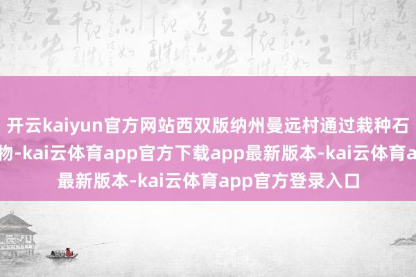 开云kaiyun官方网站西双版纳州曼远村通过栽种石斛等傣药乡土植物-kai云体育app官方下载app最新版本-kai云体育app官方登录入口